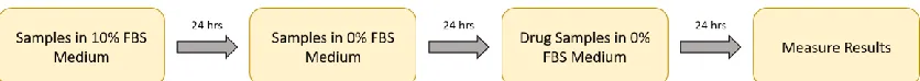 Figure 3.1: A visualization of the cell culture protocol for all experiments conducted throughout the study