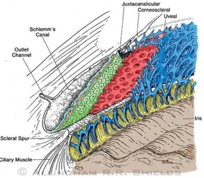 Figure 1.5 Anatomy of the trabecular meshwork. The trabecular meshwork consists of 