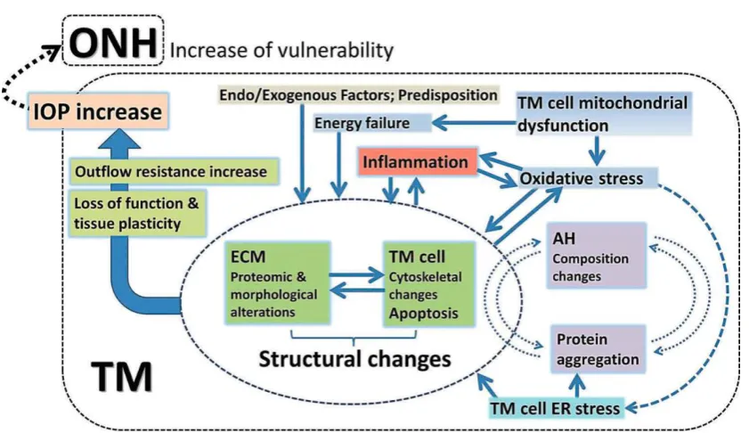 Figure 1.6 Model illustrating the wide range of factors thought to be involved in TM 