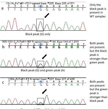 Figure 2.5.  Examples of sequencing chromatograms of segregating samples from line 905 carrying the Pstar1-1 mutation
