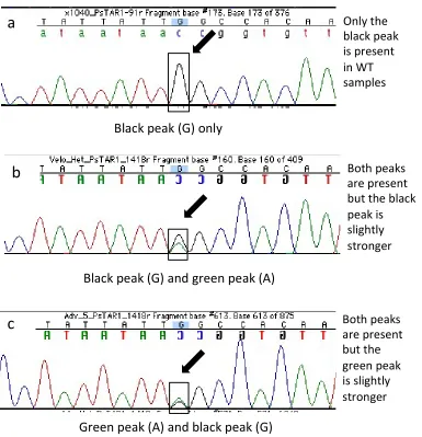 Figure 2.7.  Examples of sequencing chromatograms of segregating samples from line 2601 carrying the Pstar1-2 mutation