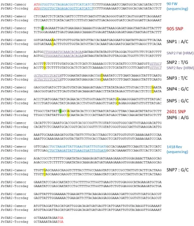 Figure 2.8.  Alignment of Caméor and Torsdag PsTAR1 cDNA with present SNPs highlighted in yellow