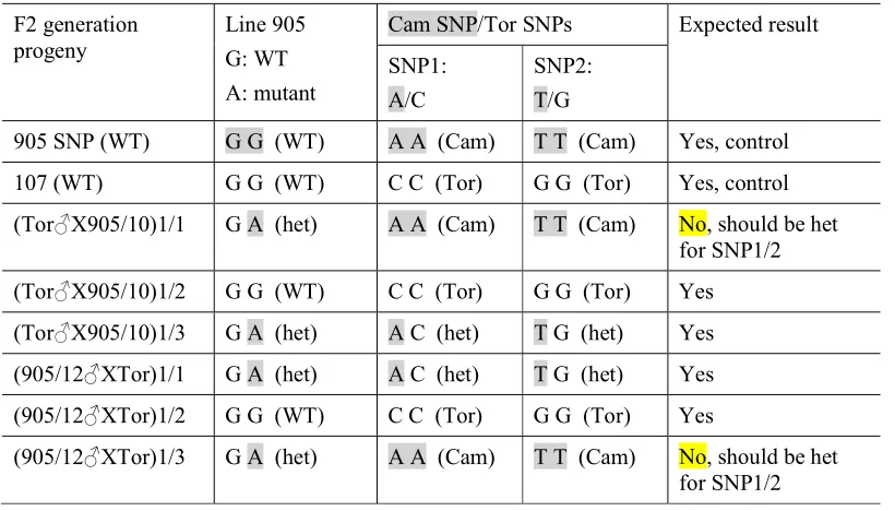Table 2.12. Segregation of line 905 and the Cam/Tor SNPs from a representative sub-sample (8 plants) of the sequenced F2 generation progeny