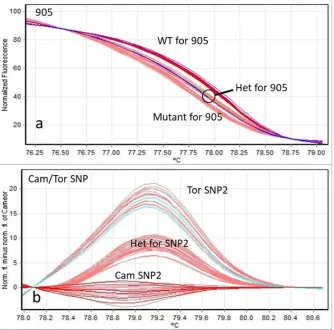 Figure 2.10.  HRM melt curves plots (fluorescence over temperature) of 30 samples from the F2 generation genotyped under HRM conditions