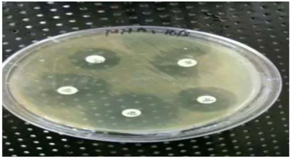 Fig 1: Mha Plates Showing Sensitivity. 