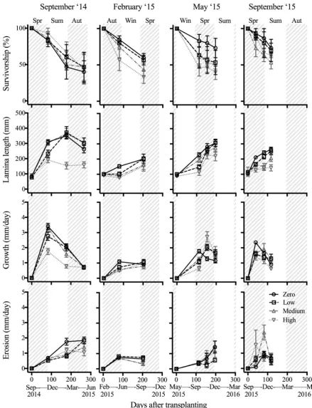 Figure 2.5: Mean ± SE survivorship, lamina length, growth rate, and erosion rate of stage 1 juvenile Ecklonia radiata transplanted into plots with different adult Ecklonia thallus density (Zero, Low: 1-2 thalli m-2, Medium: 4-5 thalli m-2, High: average of