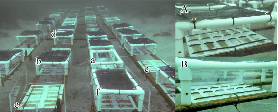 Figure 3.1: A rack for outplanting of microscopic sporophytes showing replicate slide holders and frames to manipulate abiotic factors attached over replicate slide holders