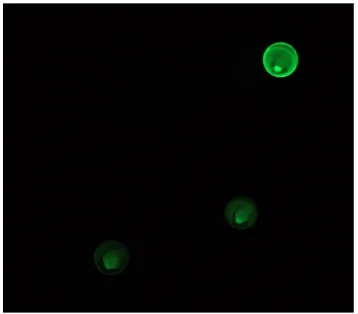 Figure 2.8 SL13 hit located in the top right of the frame. This SL was screened against F-RWPE-1