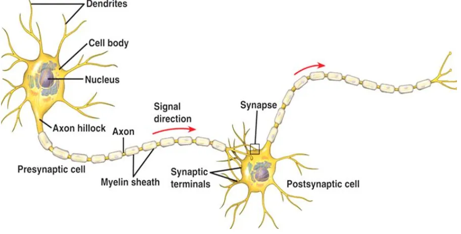 Figure 1. Neuron structure. 