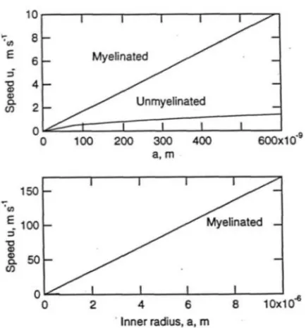 Figure 9. Speed versus radius graph for myelinated and unmyelinated neural fibers. The impulse speed increases linearly with axon radius a