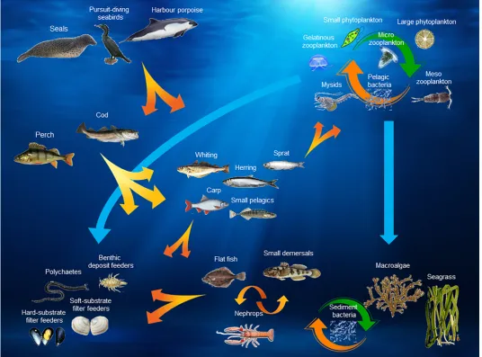 Fig 3. Baltic Atlantis model–biological structure. Detail list of species included in each group is found in Table G in S1 File