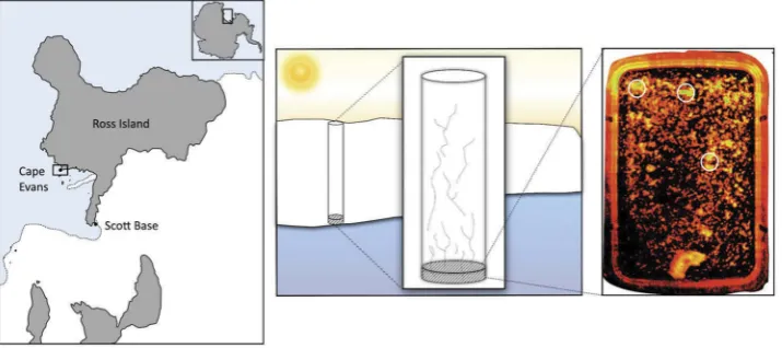 Figure 1. Location and schematic representation of sampling site at Cape Evans, McMurdo Sound, Antarctica