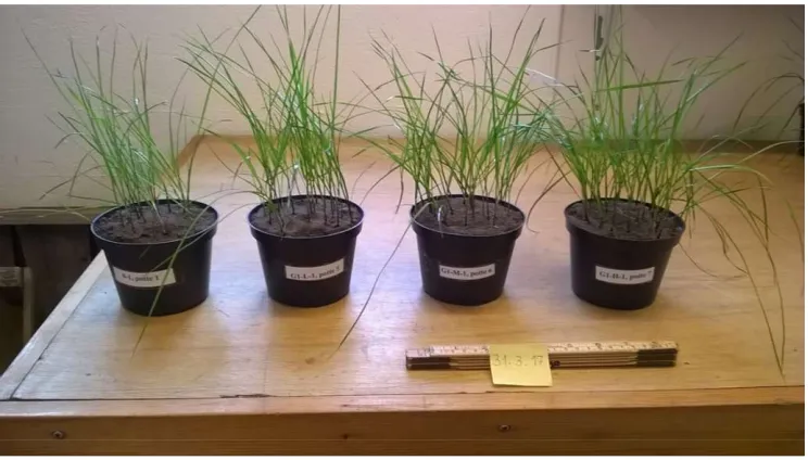Figure 1. Mean yields (5 pots harvested per treatment) of the first harvest of ryegrass, g dry matter produced per pot, plants cut at 4 cm