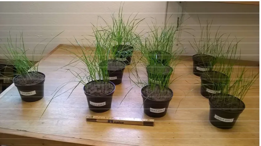 Figure 2. Mean yields (4 pots harvested per treatment) of the second harvest of ryegrass, g dry matter produced per pot, plants cut at 4 cm