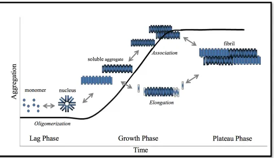 Figure 1.1 Mechanistic steps of Ab aggregation. Ab aggregation occurs vis three phases: lag phase, where oligomers are formed; growth phase, where soluble aggregates grow through association and elongation; and plateau phase, where fibrils are formed and v