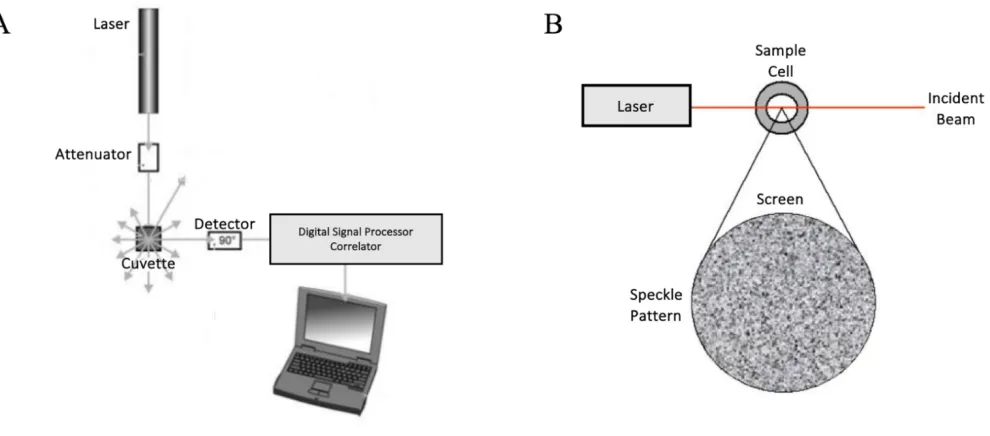 Figure 2.2 DLS configuration and schematic representation of a speckle pattern [38]. (A) A beam of incident light generated by a laser illuminates the sample in a cell