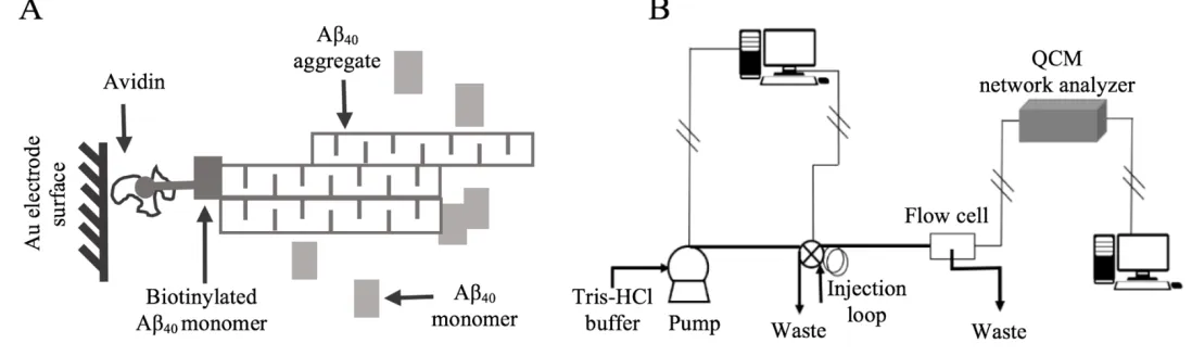 Figure 2.3 Aβ40 soluble aggregate elongation monitored by QCM. (A) The avidin biotin chemistry was used to couple Aβ40 aggregate to the surface and unlabeled Aβ40 monomer was captured by the previous bound aggregate through elongation