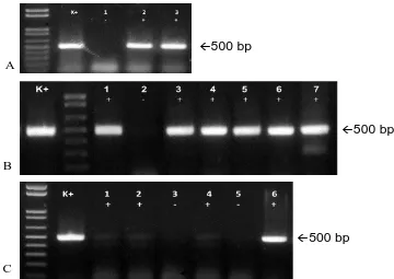 Figure 4. Gel electrophoresis of RT-PCR of the host range test. (A) Cultivated plants: (K+) positive control; (1) Oryza sativa; (2) Zea mays; (3) Sorghum bicolor