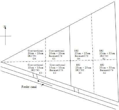 Figure 1. Weeding was done twice for Conventional plots by manually pulling the weeds while it was done three times for SRI plots using hand weeding machine