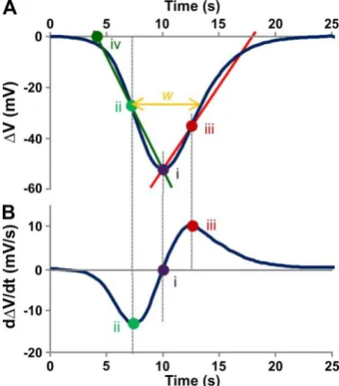 Figure 2.Figure 2. Analysis of action potentials. APs were recorded relative to the baseline, converted to a Analysis of action potentials
