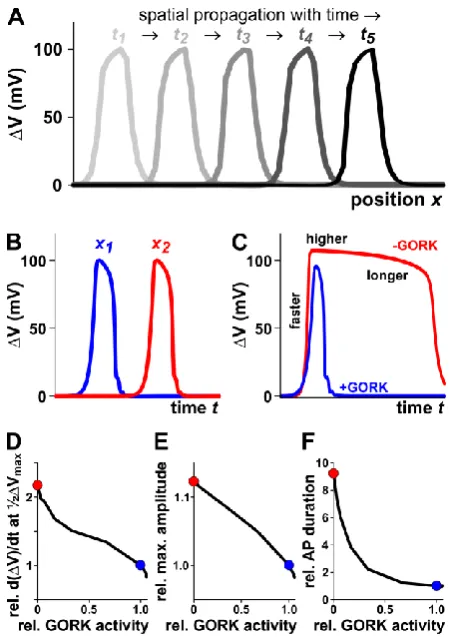 Figure 4. Computational simulation of plant action potentials displayed in a qualitative manner