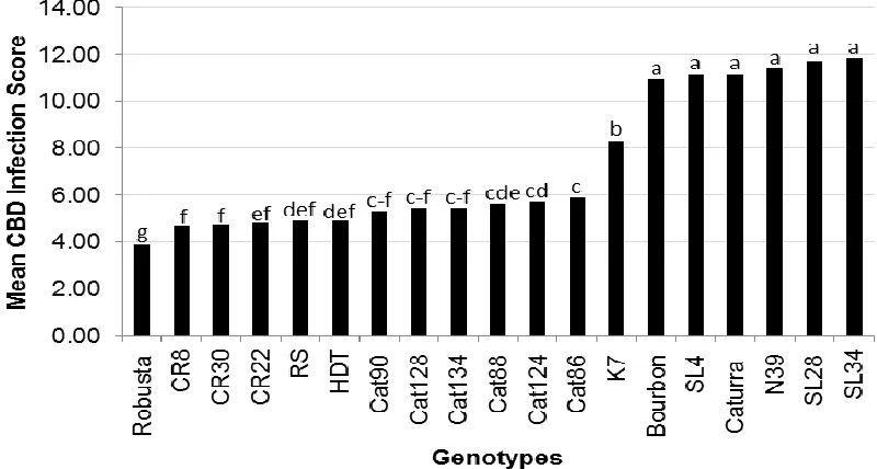 Figure 2. Mean CBD infection score in Robusta, Caturra and 14 Ruiru 11 parental genotypes