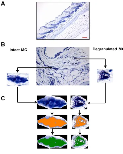 Figure 2.1 Methylene-blue stained mouse skin for MC detection and analysis. a: Methylene blue (MB)-stained mouse skin tissue section