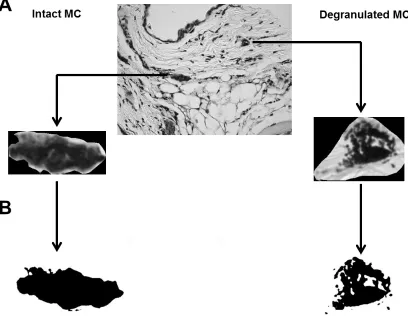 Figure 2.3 Fractal dimension to identify intact and degranulated MC. Fractal dimension (D) is a morphological descriptor of chaos and space ﬁlling capacity of MC cytoplasm