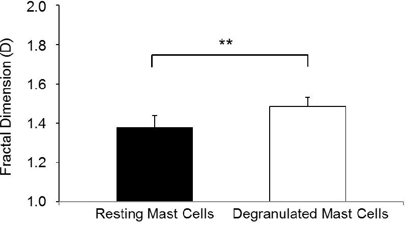 Figure 2.4 Fractal dimension of degranulated MC is higher than intact MC. Comparative fractal dimension (D) analysis for intact and degranulated MC in skin samples of four different normal mice (14 images per animal were analyzed)