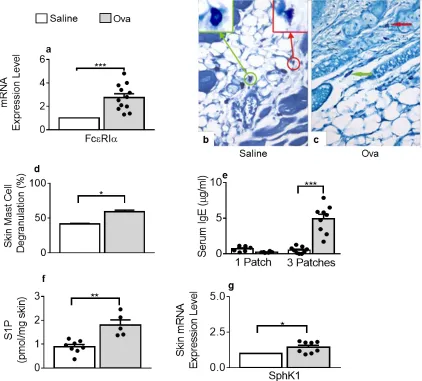 Figure 3.3 Mast cells degranulation and S1P levels increase in OVA-treated skin tissues