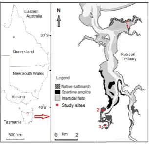 Figure 1.Figure 1. Location of the Rubicon estuary, Tasmania, showing intertidal zones and saltmarsh study sites