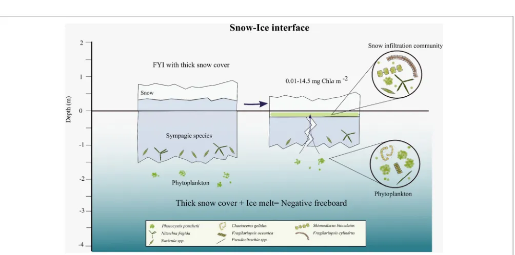 FIGURE 2 | Scheme of a ﬁrst-year ice ridge based on observations and measurements performed during May 2015