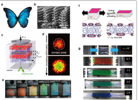 Fig. 7 1D Photonic crystals for mechanochromic applications a Structural color from morpho butterfly wings