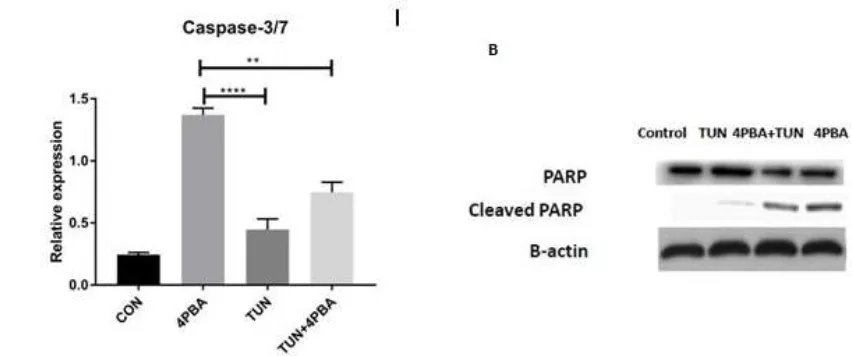 Figure 6. Influence of ERS on Caspase3/7 and PARP cleavage assays. (A) Effect of Caspase3/7 assay on LS174T cells (control or non-treated, 4PBA at a concentration of 10 mM, TUN at a concentration of 10 µg/mL and TUN + 4PBA)