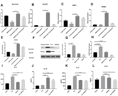 Figure 8. Gene expressions of UPR genes, Survivin, and measurement of inflammatory cytokines of cells treated with YM155.mRNA expression of UPR genes: (A) IAP gene Survivin, (B) Grp78, (C) XBP1, (D) PERK, and (E) ATF6 in LS174T cells treated with TUN 10 µg