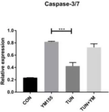 Figure 9. The effect of Survivin inhibition on Caspase 3/7 assay.LS174T cells were treated with YM155 for 6 h and apoptosis was determined by the Caspase 3/7 assay representing the following groups:control or non-treated, YM155 at a concentration of 100 nM