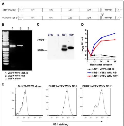 Figure 2 Trans-complementation ofBHK21-VEEV-WNV NS1, BHK21-VEEV-WNV-NS1on BHK21-VEEV-WNV NS1 cells by focus-forming assay