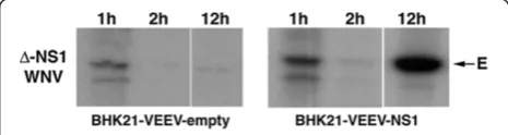 Figure 4 Δor a nuclear stain (blue). Yellow arrows indicate E protein in a punctate staining pattern prior to replication, consistent with virus that is enteringcells through an endocytic pathway