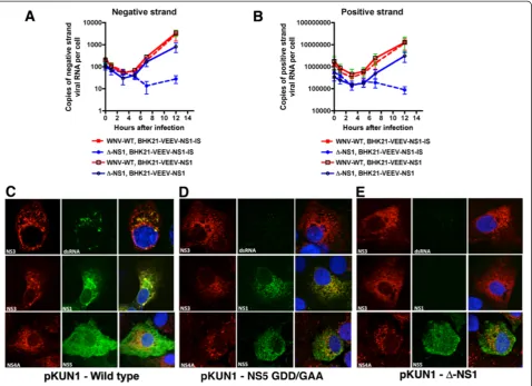 Figure 6 A deletion of WNV NS1 affects viral RNA synthesis and formation of the replication complex