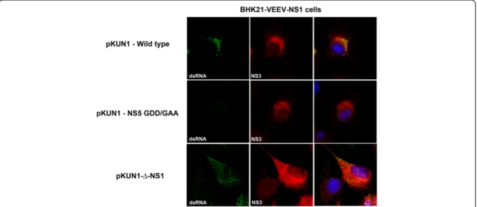 Figure 7 Transgenic expression of NS1 rescues the ability of an NS1 deletion virus to form dsRNA replication complexes
