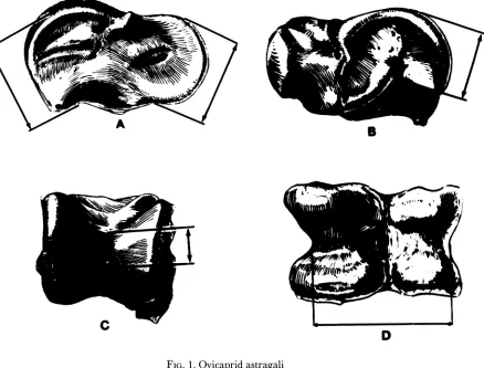 FIG. 1. Ovicaprid astragali 