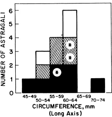 FIG. 3. Circumference values of astragali 