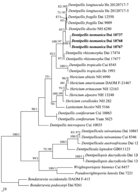 Figure 1. Strict consensus tree illustrating the phylogenetic position of Dentipellis tasmanica, generated by the maximum parsimony method based on ITS+28S sequence data