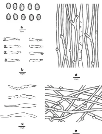 Figure 3. Microscopic structures of Dentipellis tasmanica (holotype). a Basidiospores b Basidia and ba-sidioles c Gloeocystidia and Cystidioles d Hyphae from trama e Hyphae from subiculum