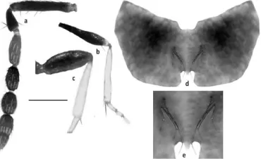 Figure 2. Entedon crassiscapus Erdös. a. antenna; b. hypopygium; c. median area of hypopygium
