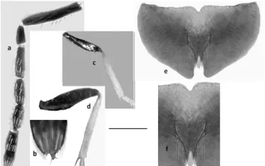 Figure 7. Entedon tibialis Szelenyi.  a. antenna; b. last segment of clava; c. mid leg;  d