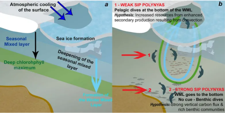 Figure 7. Influence of upper ocean stratification on seal foraging activity for the three individuals in 2013 with the longest time-series available inside polynyas (Cape Poinsett, Mackenzie and West Ice Shelf polynyas)