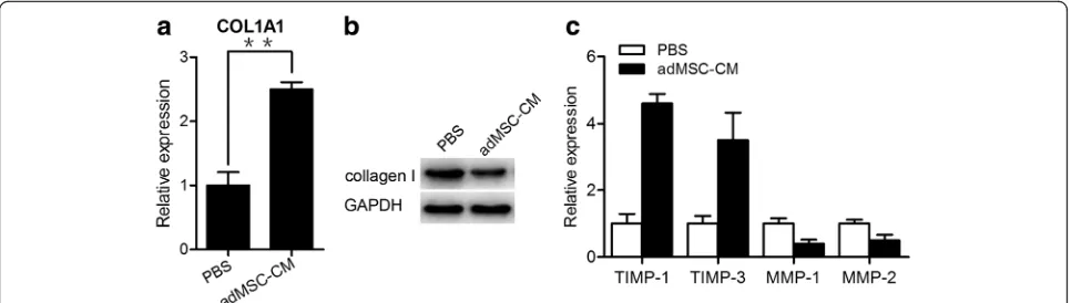 Fig. 3 adMSC-conditioned medium regulates type I collagen metabolism in cultured vaginal fibroblasts from women with SUI.inhibitor 1,mesenchymal stem cell-conditioned medium,TIMP-3, MMP-1, and MMP-2 were evaluated by qRT-PCR