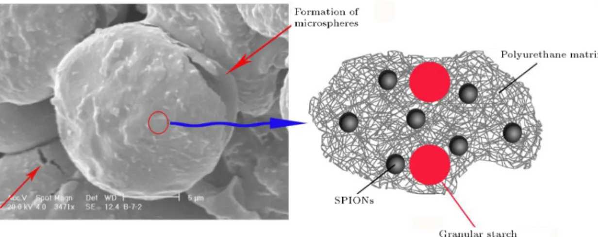 Figure 7. SEM image of the microspheres objects and the possible schematic of their matrix, showing the linkage between various ingredients