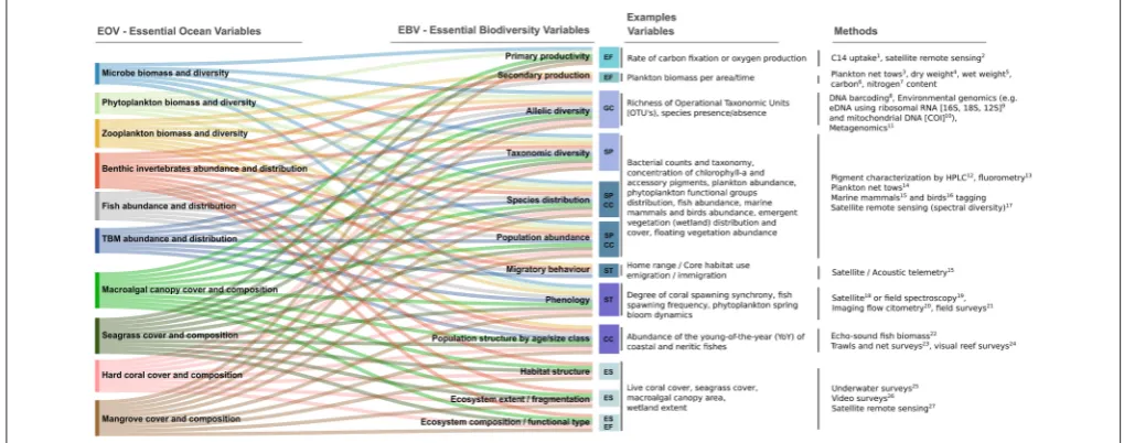 FIGURE 1 | Conceptual relationship between EOVs and EBVs, with simple examples. EOVs (listed on the left hand side) are broadly taxonomically focused around